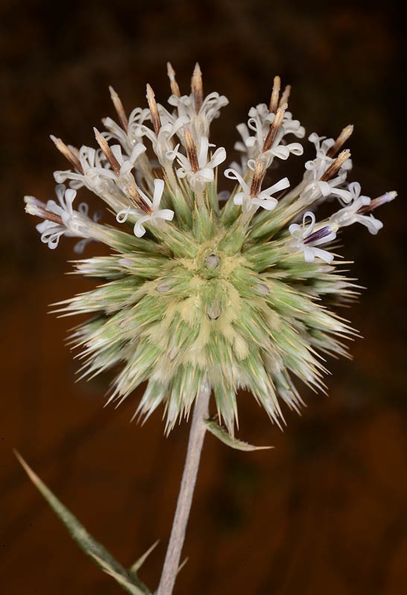 Echinops philistaeus photo 7