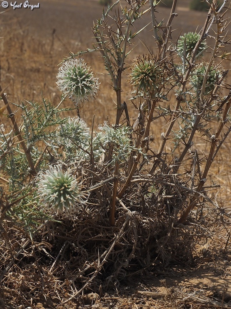 Echinops philistaeus photo 8