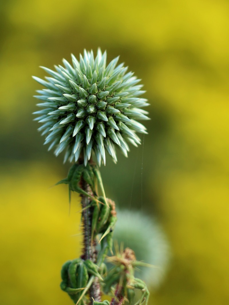 Echinops polyceras