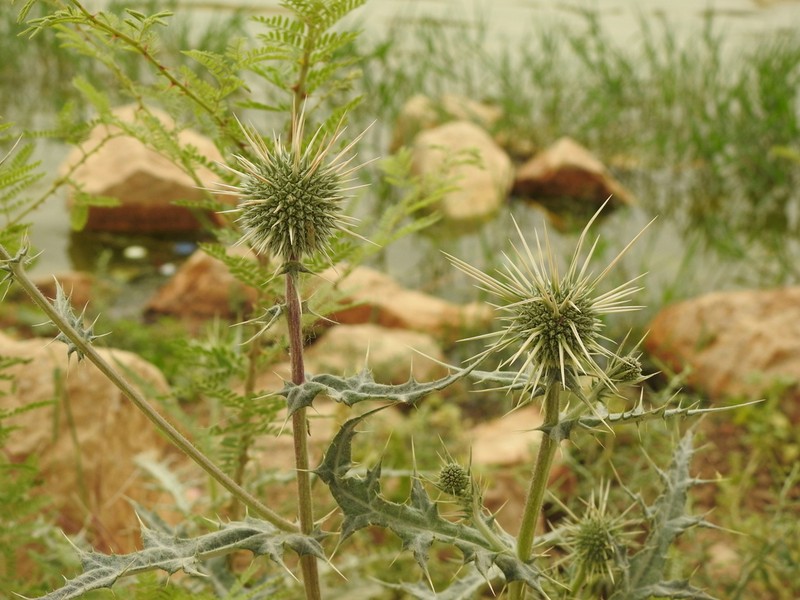 Echinops polyceras photo 2