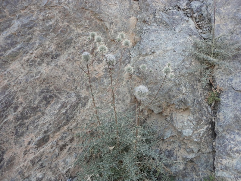 Echinops polyceras photo 3