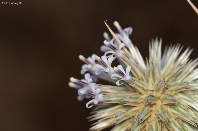Echinops polyceras photo 4