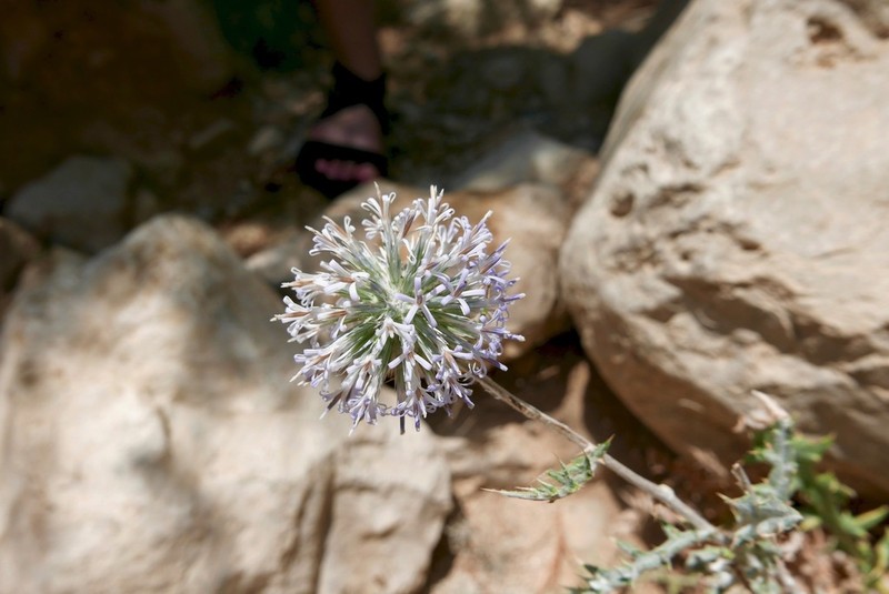 Echinops polyceras photo 5