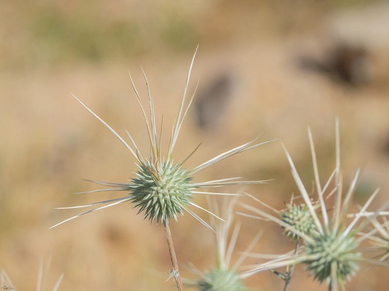 Echinops polyceras photo 6