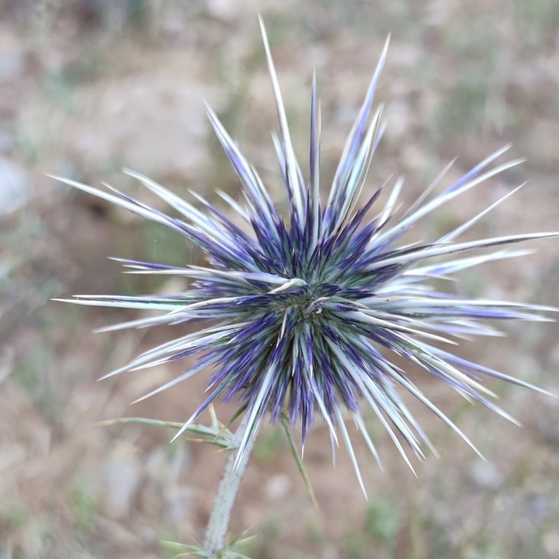 Echinops polyceras photo 7