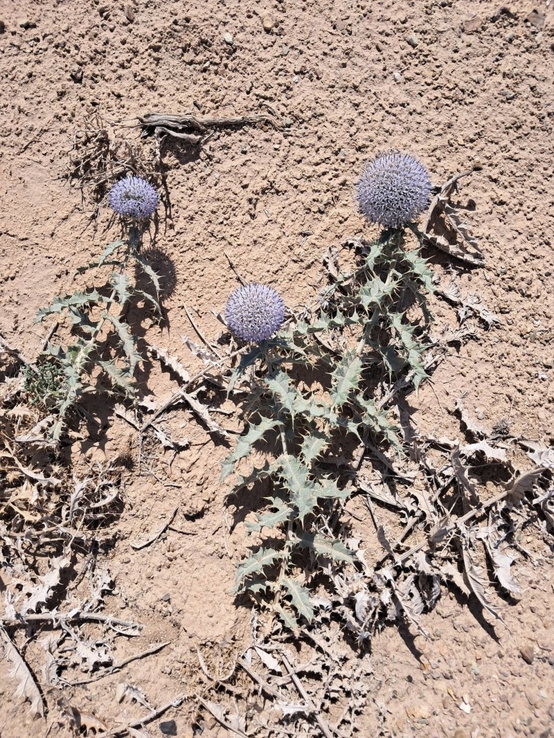 Echinops polygamus