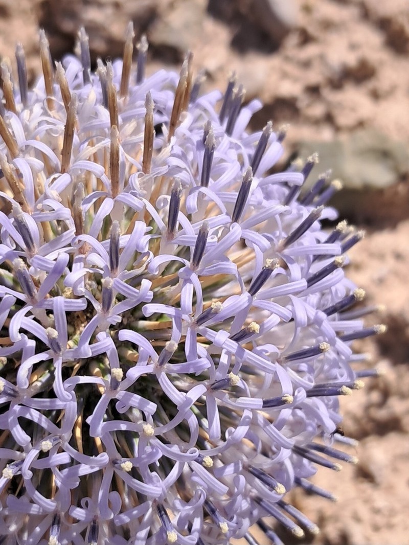 Echinops polygamus photo 2