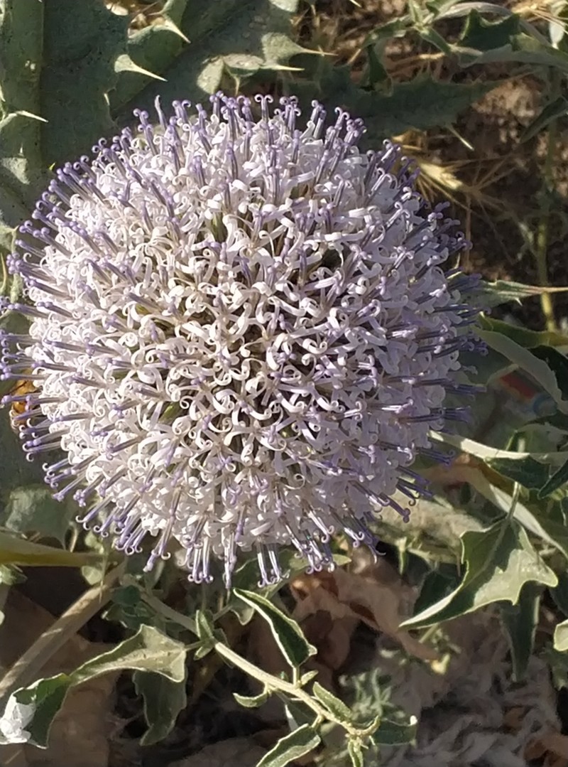 Echinops polygamus photo 3