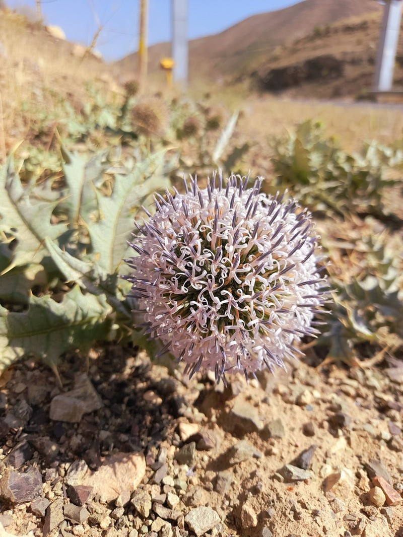Echinops polygamus photo 4