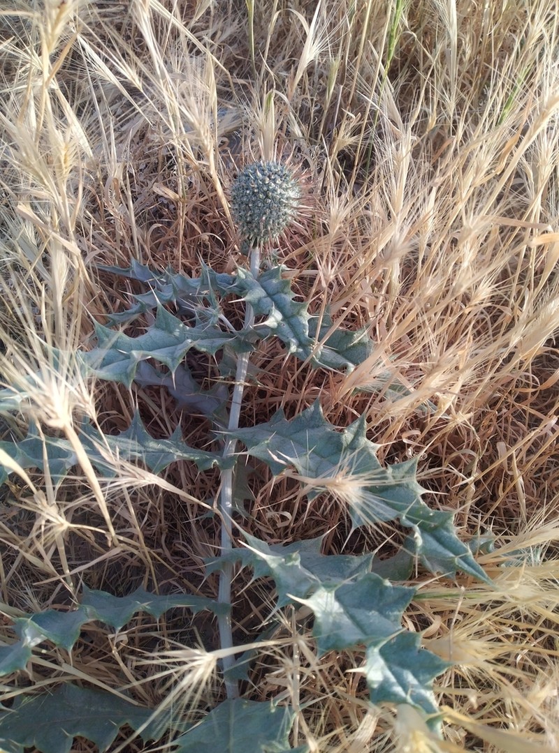 Echinops polygamus photo 5