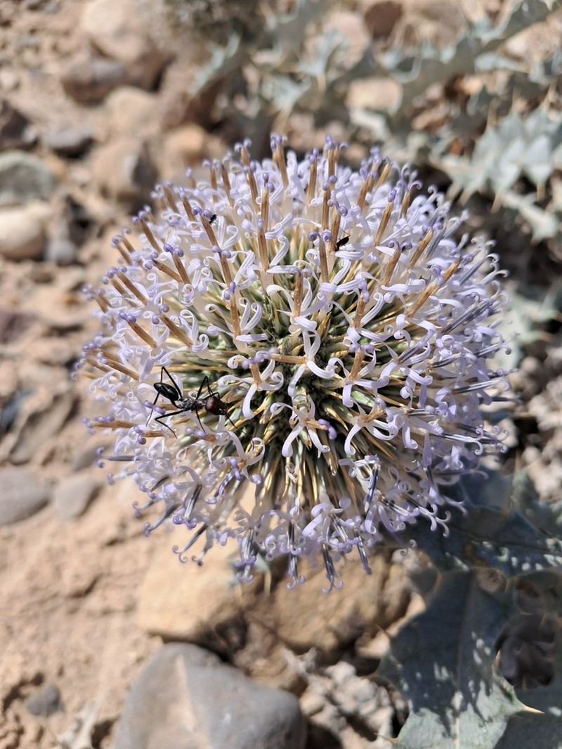 Echinops polygamus photo 6