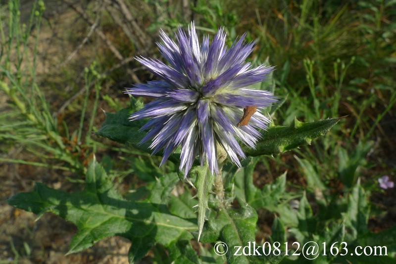 Echinops przewalskyi