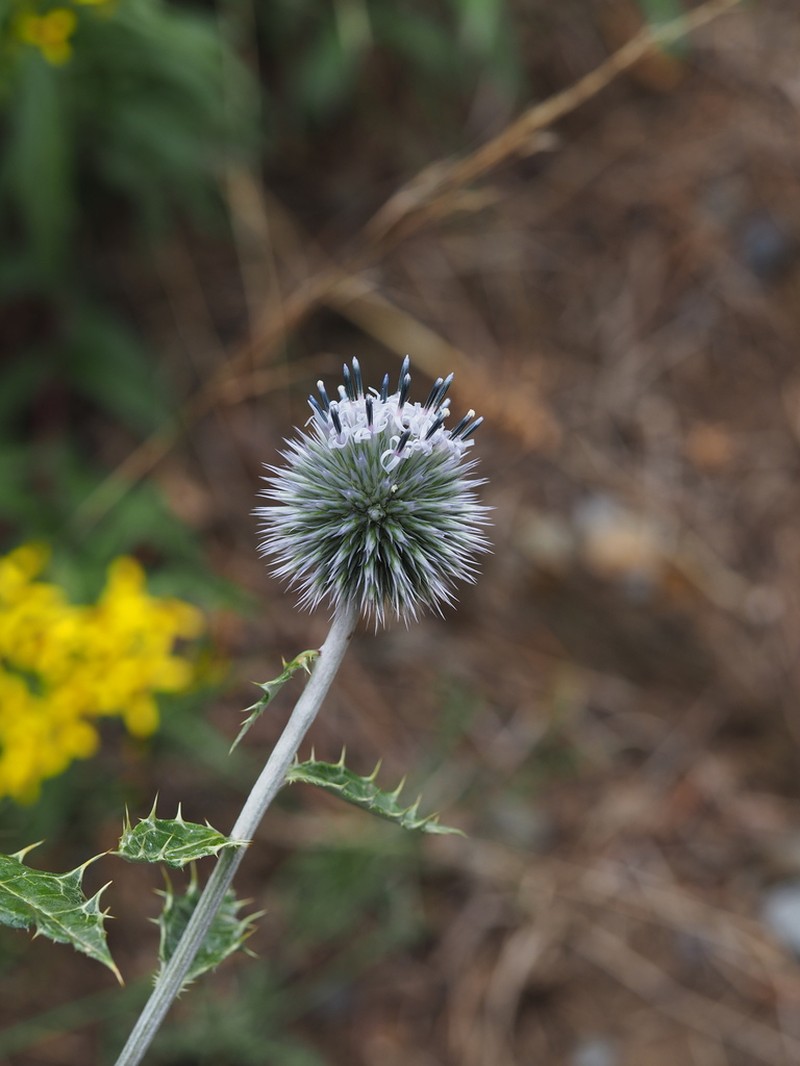 Echinops przewalskyi photo 2