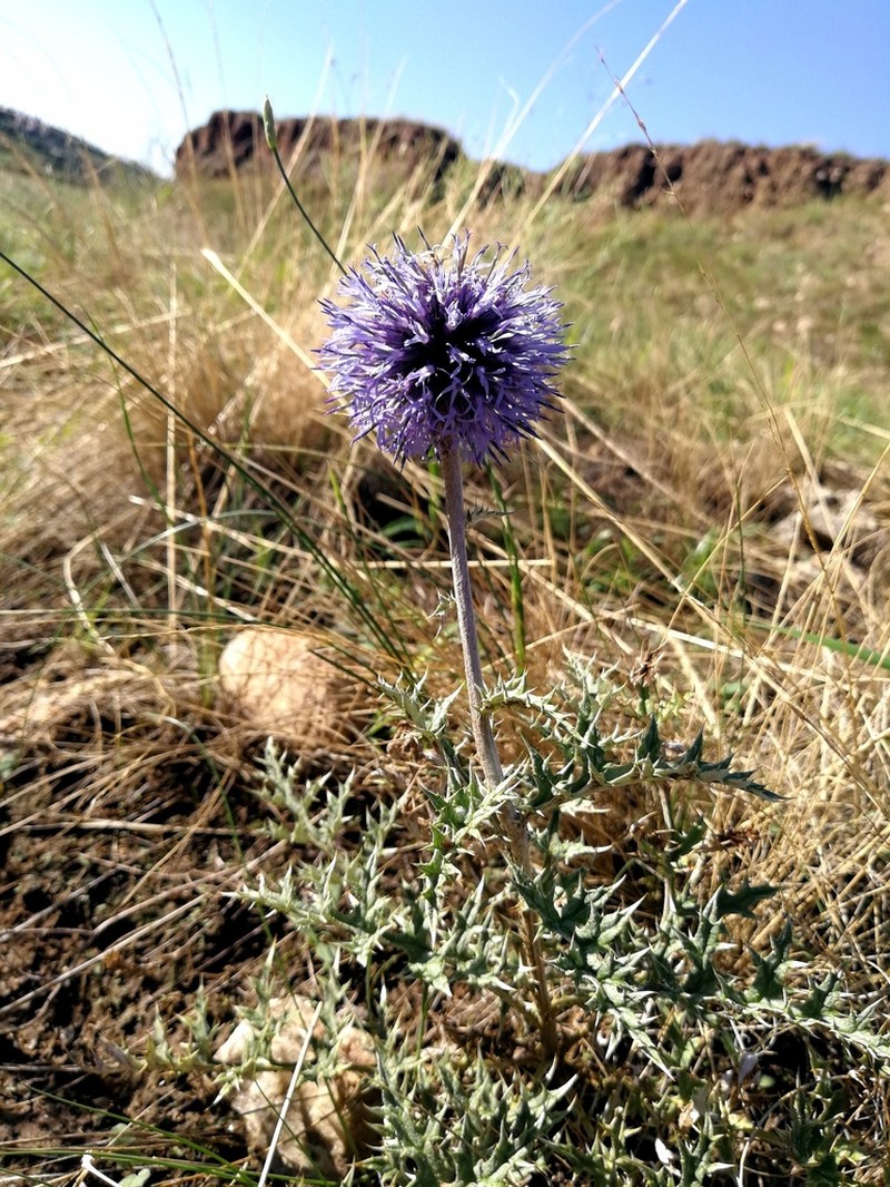 Echinops przewalskyi photo 3
