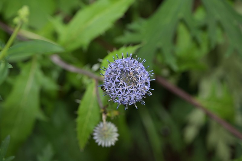 Echinops pseudosetifer