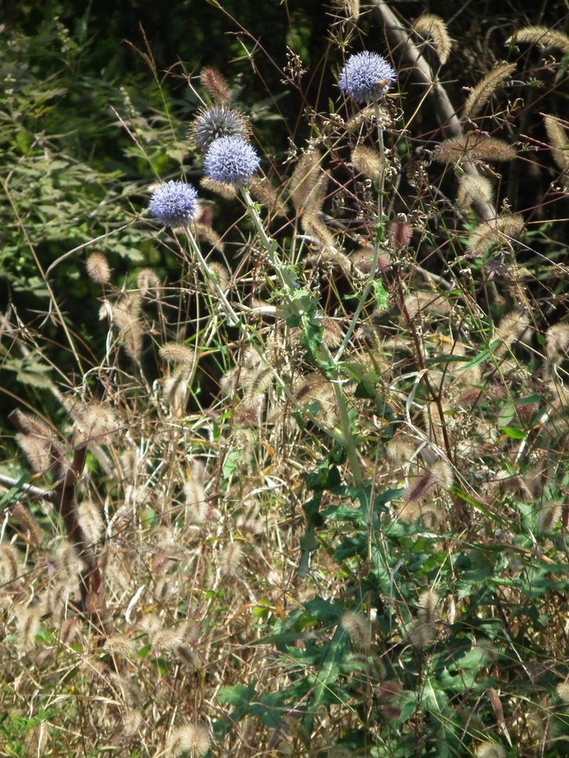Echinops pseudosetifer photo 2