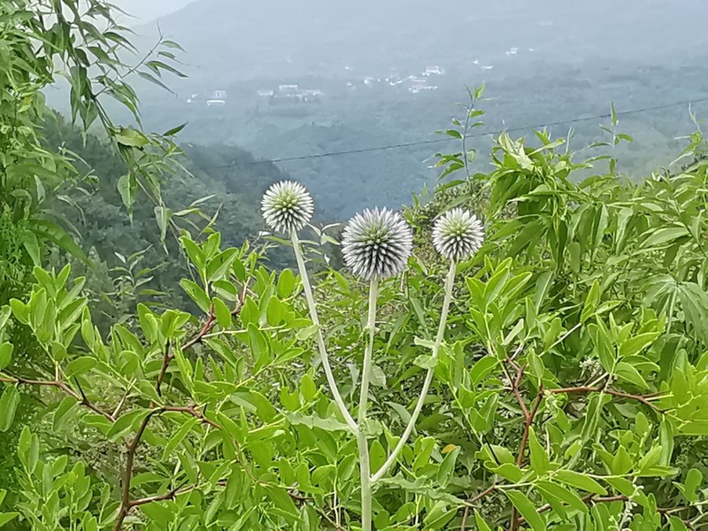 Echinops pseudosetifer photo 3
