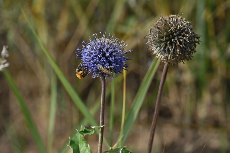 Echinops pseudosetifer photo 4