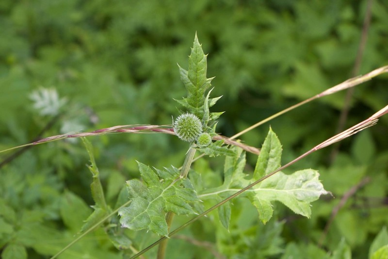 Echinops pseudosetifer photo 5