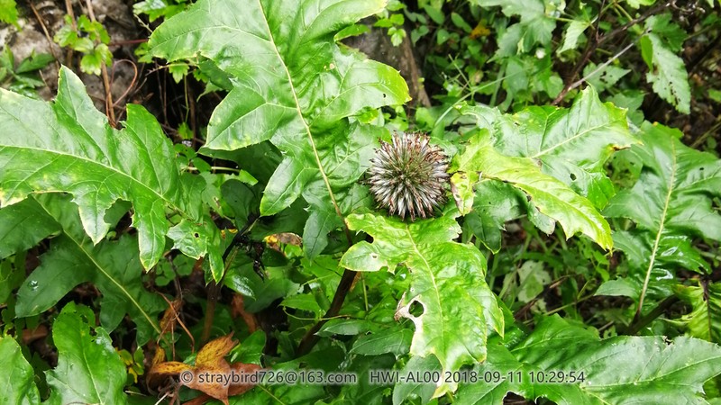 Echinops pseudosetifer photo 6