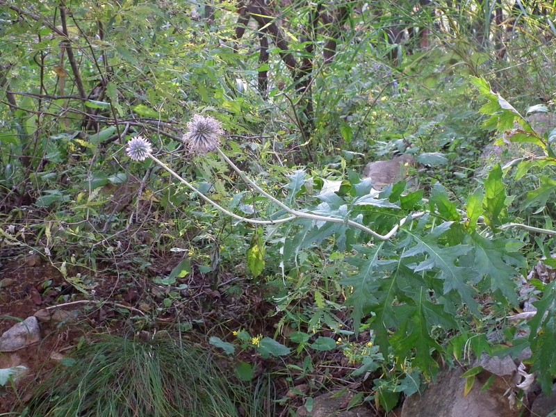 Echinops pseudosetifer photo 7