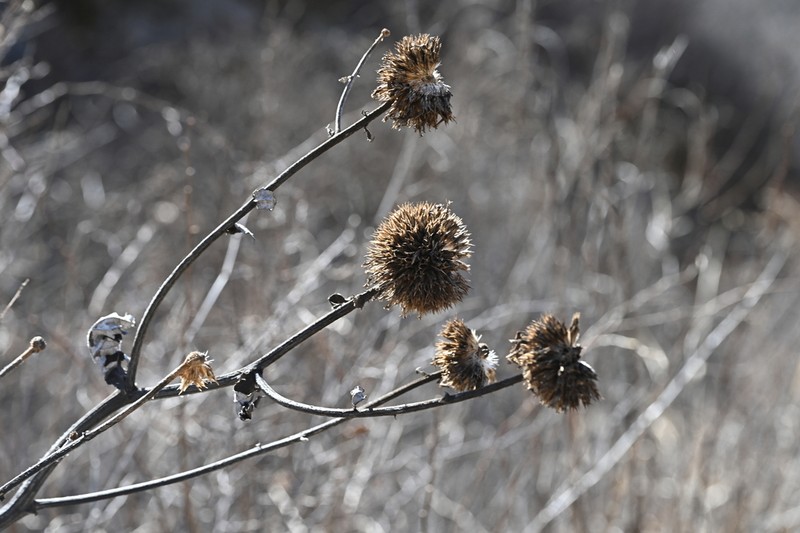 Echinops pseudosetifer photo 8