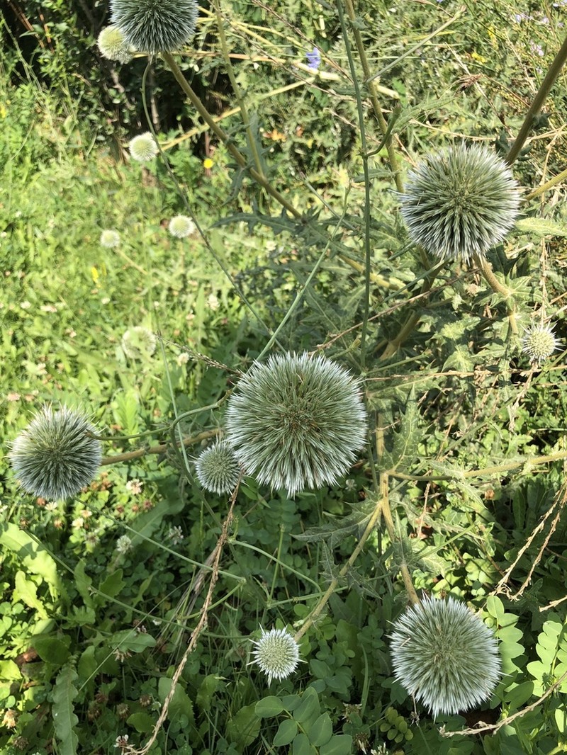Echinops pungens