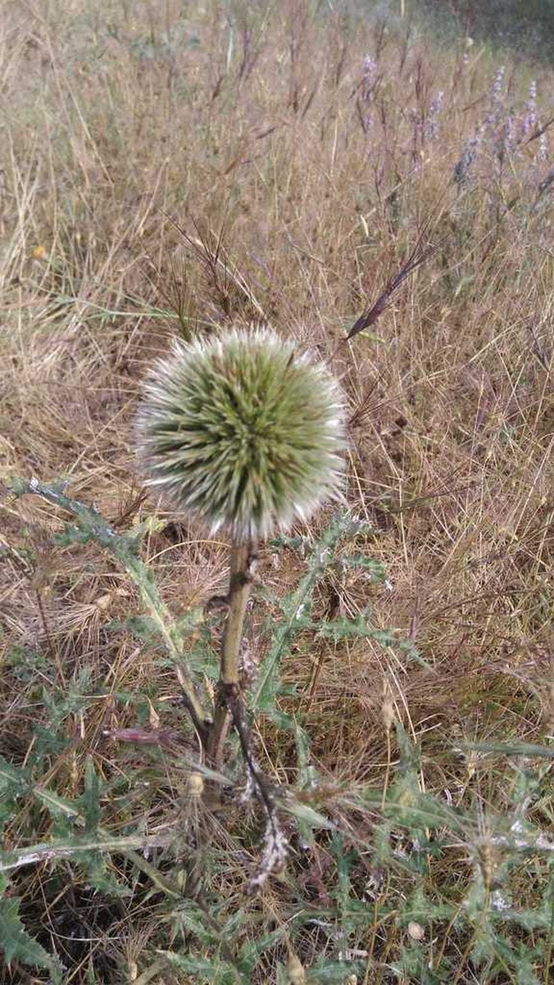 Echinops pungens photo 2