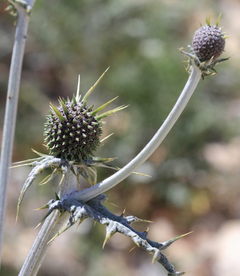 Echinops pungens photo 3
