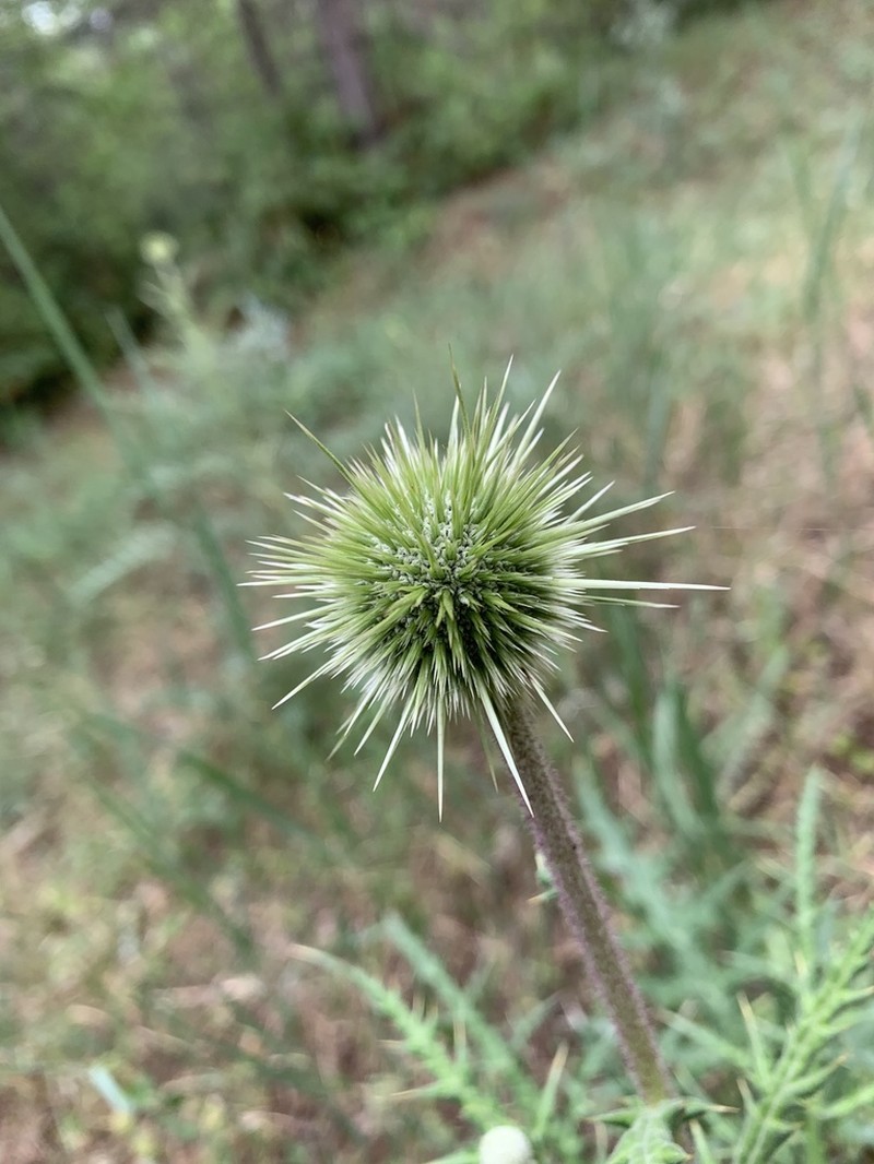 Echinops pungens photo 4