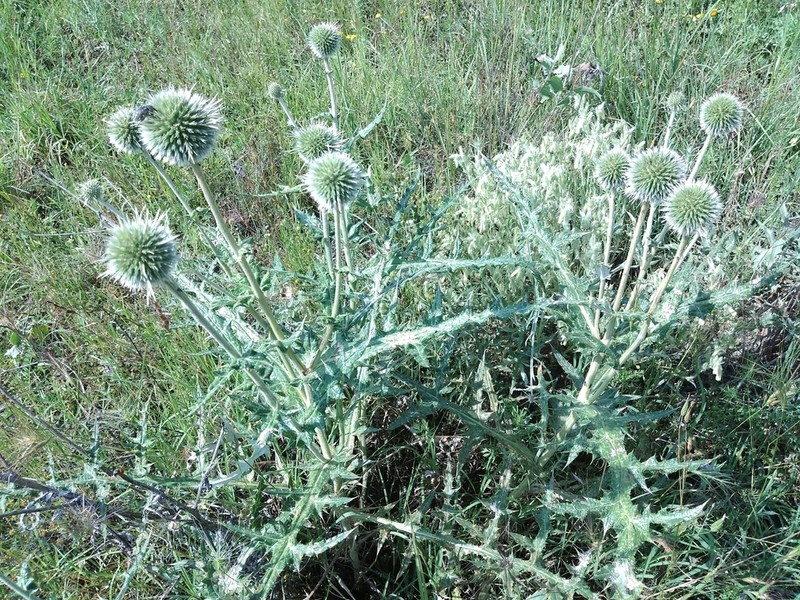 Echinops pungens photo 5