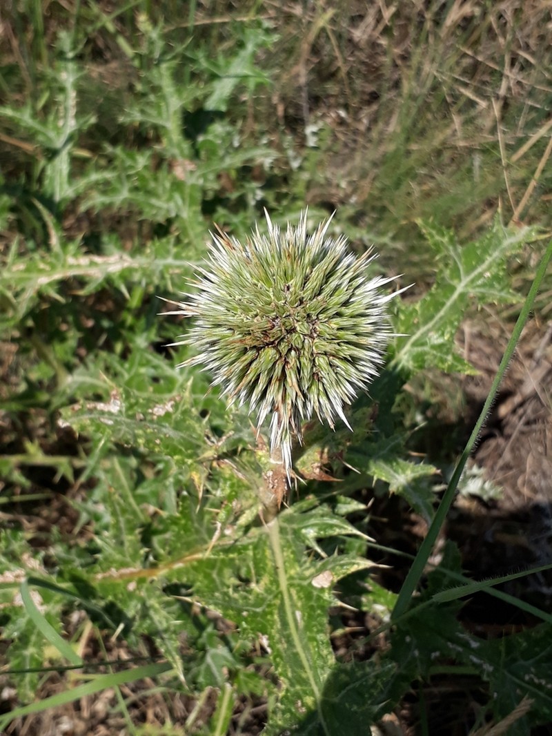 Echinops pungens photo 6