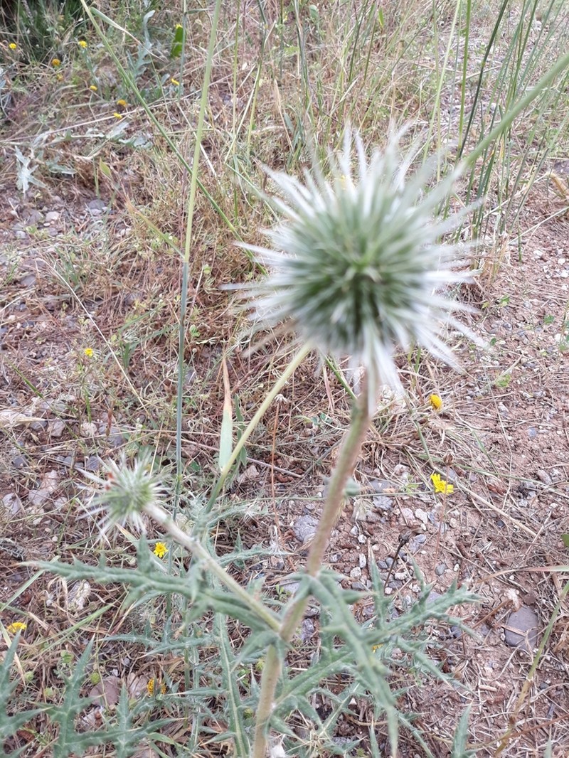 Echinops pungens photo 7