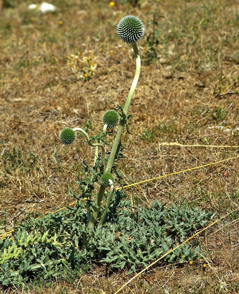 Echinops pungens photo 8
