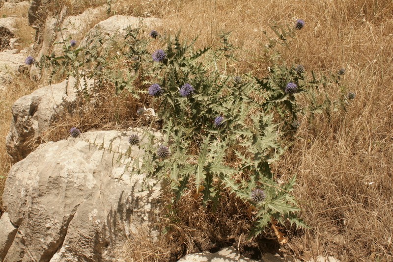 Echinops rectangularis
