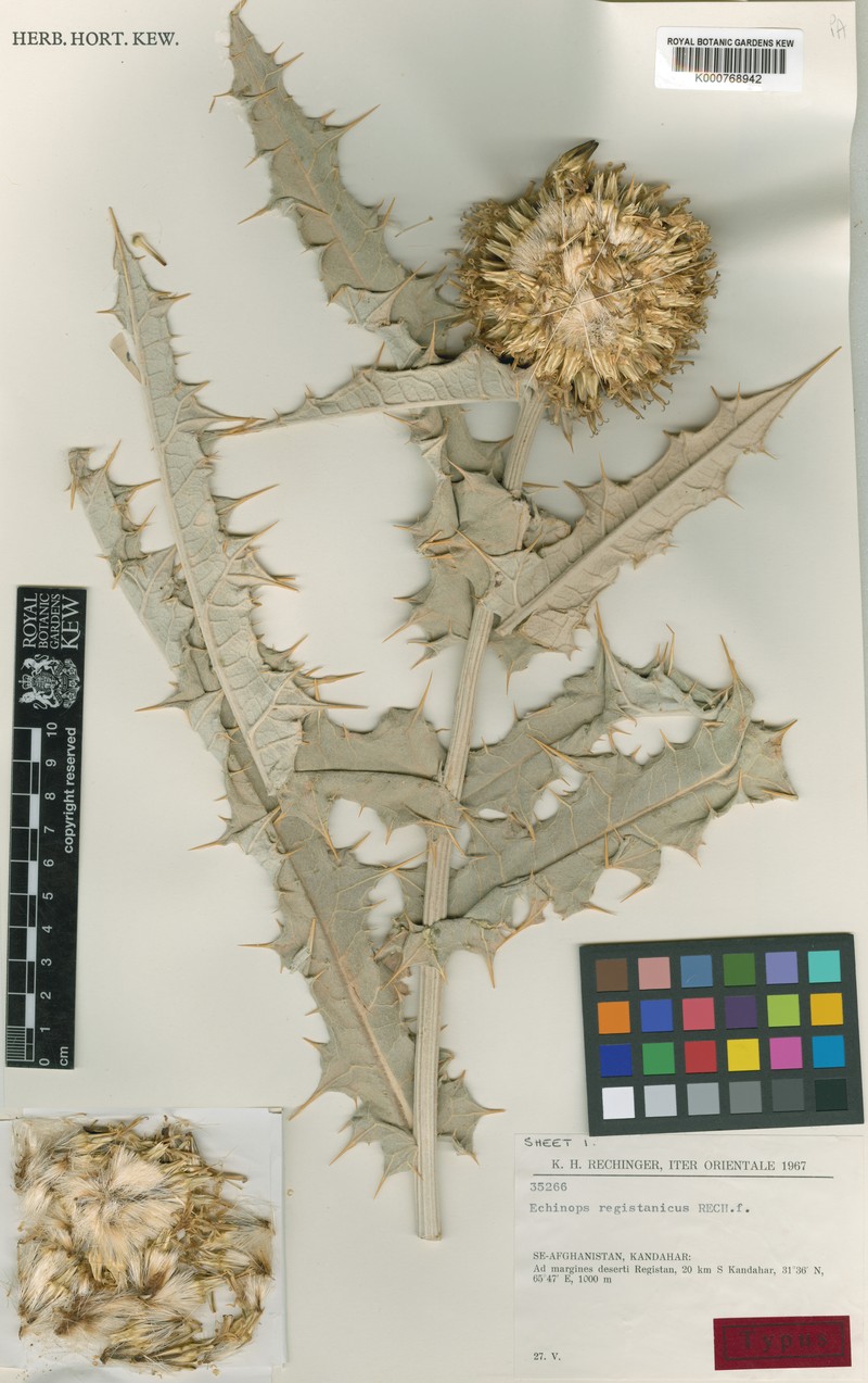 Echinops registanicus