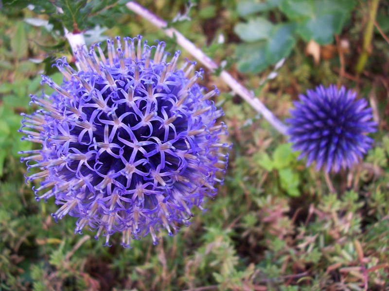 Southern Globethistle photo 5