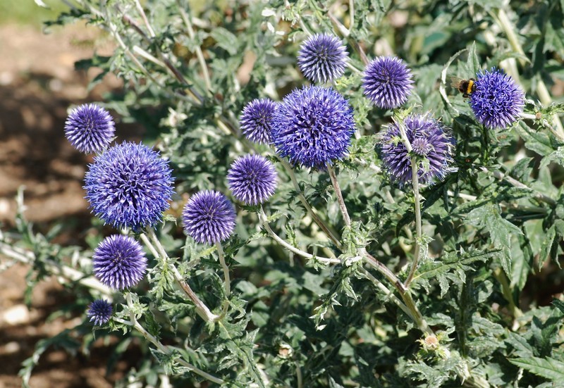 Southern Globethistle photo 6