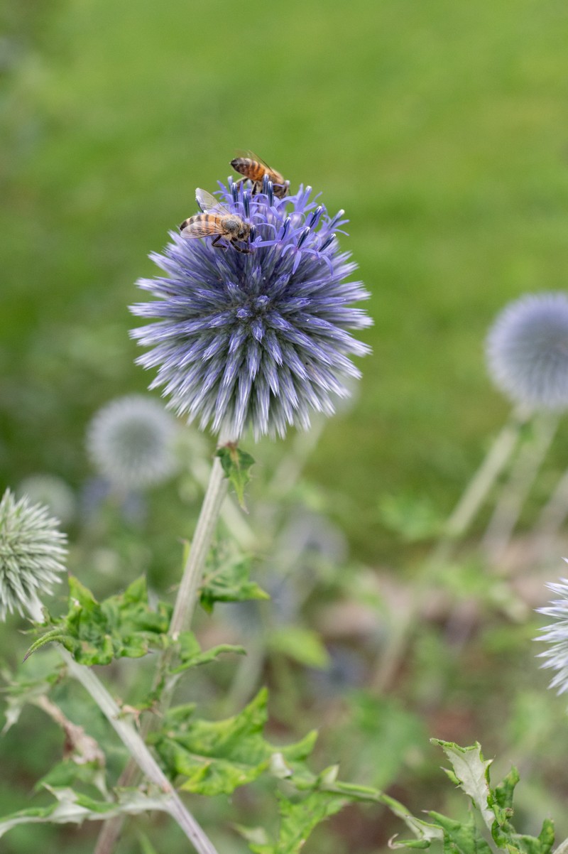 Southern Globethistle photo 2