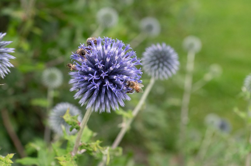 Southern Globethistle photo 3