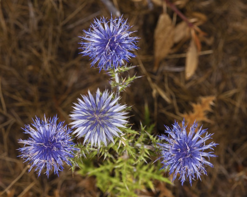 Southern Globethistle photo 4