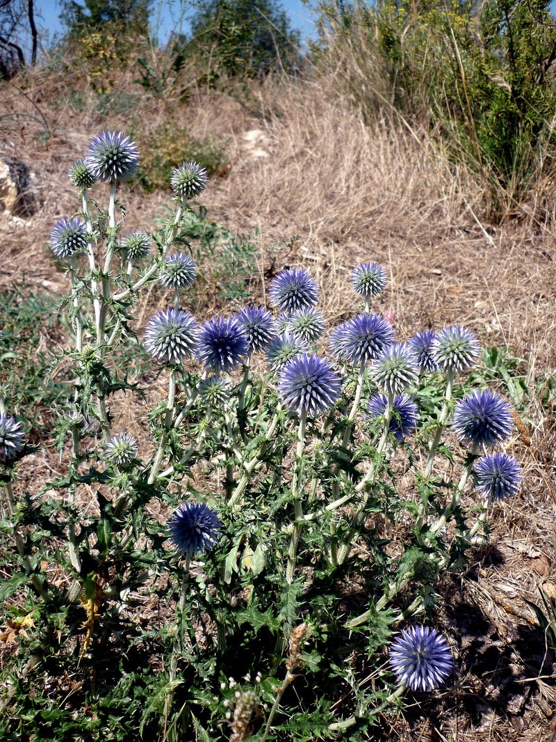 Southern Globethistle