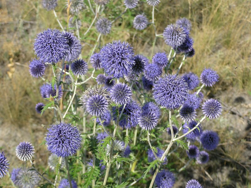 Southern Globethistle photo 8