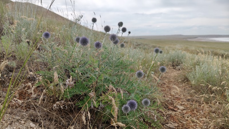 Echinops ritro subsp. meyeri