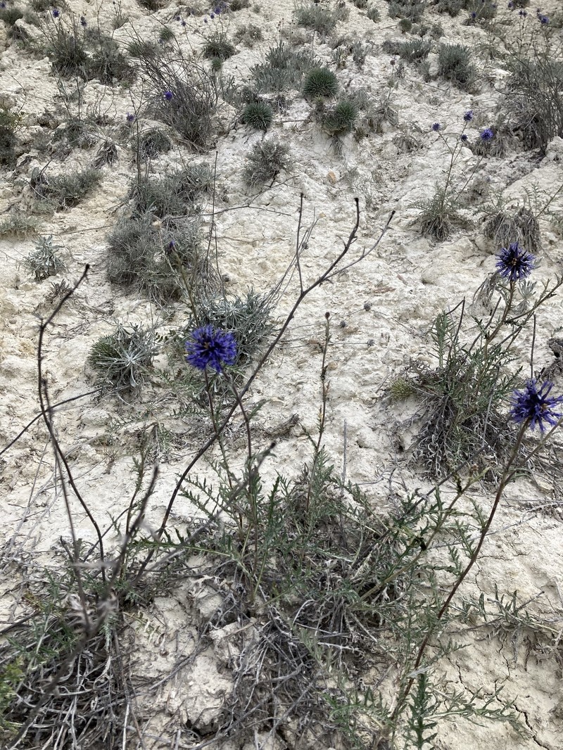 Echinops ritro subsp. meyeri photo 2