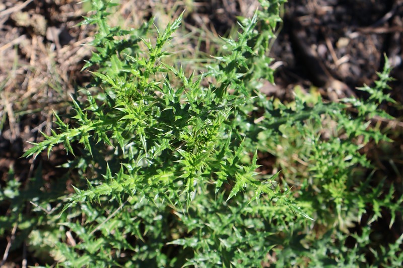 Echinops ritro subsp. ritro