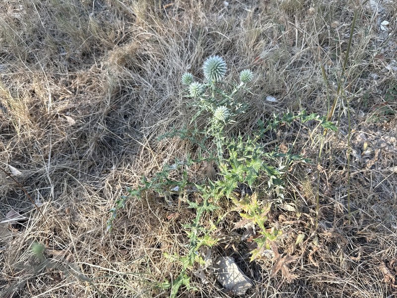 Echinops ritro subsp. ritro photo 2