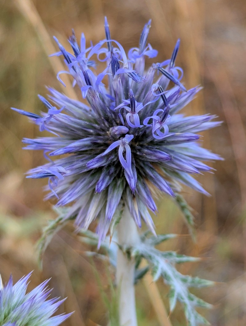 Echinops ritro subsp. ritro photo 3