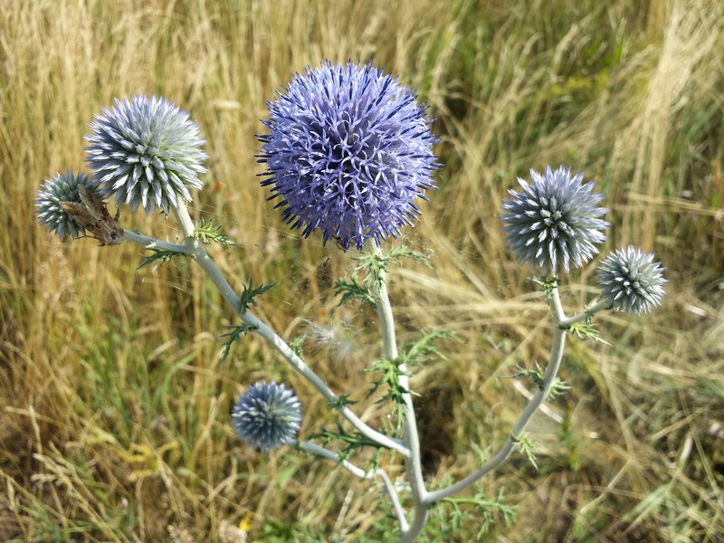 Echinops ritro subsp. ruthenicus