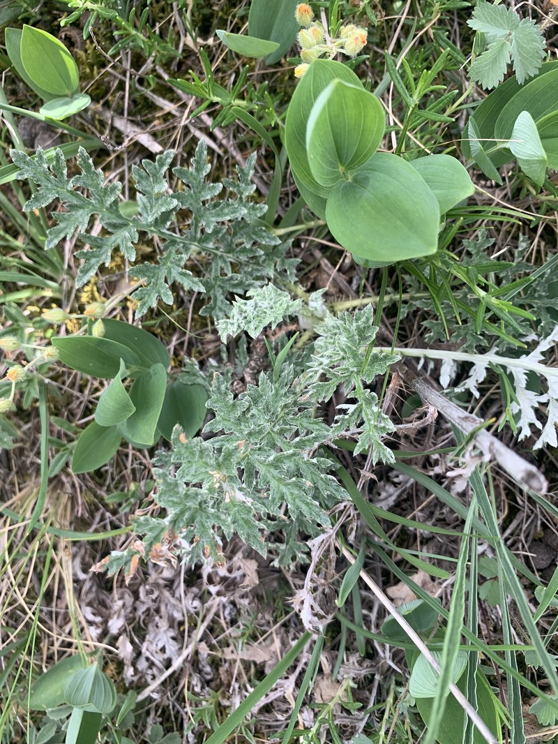 Echinops ritro subsp. ruthenicus photo 2